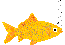 Goldfish2